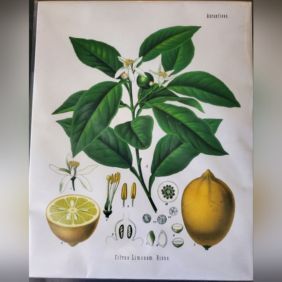 Curious Prints Lemon - Picture 2 of 2